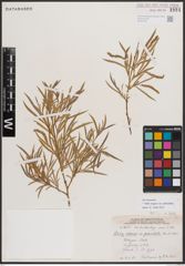 Foto von Salix exigua var. pedicellata (Andersson) Cronquist